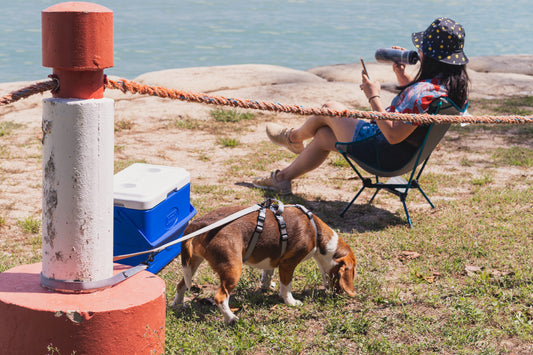 Take Me Anywhere Leash