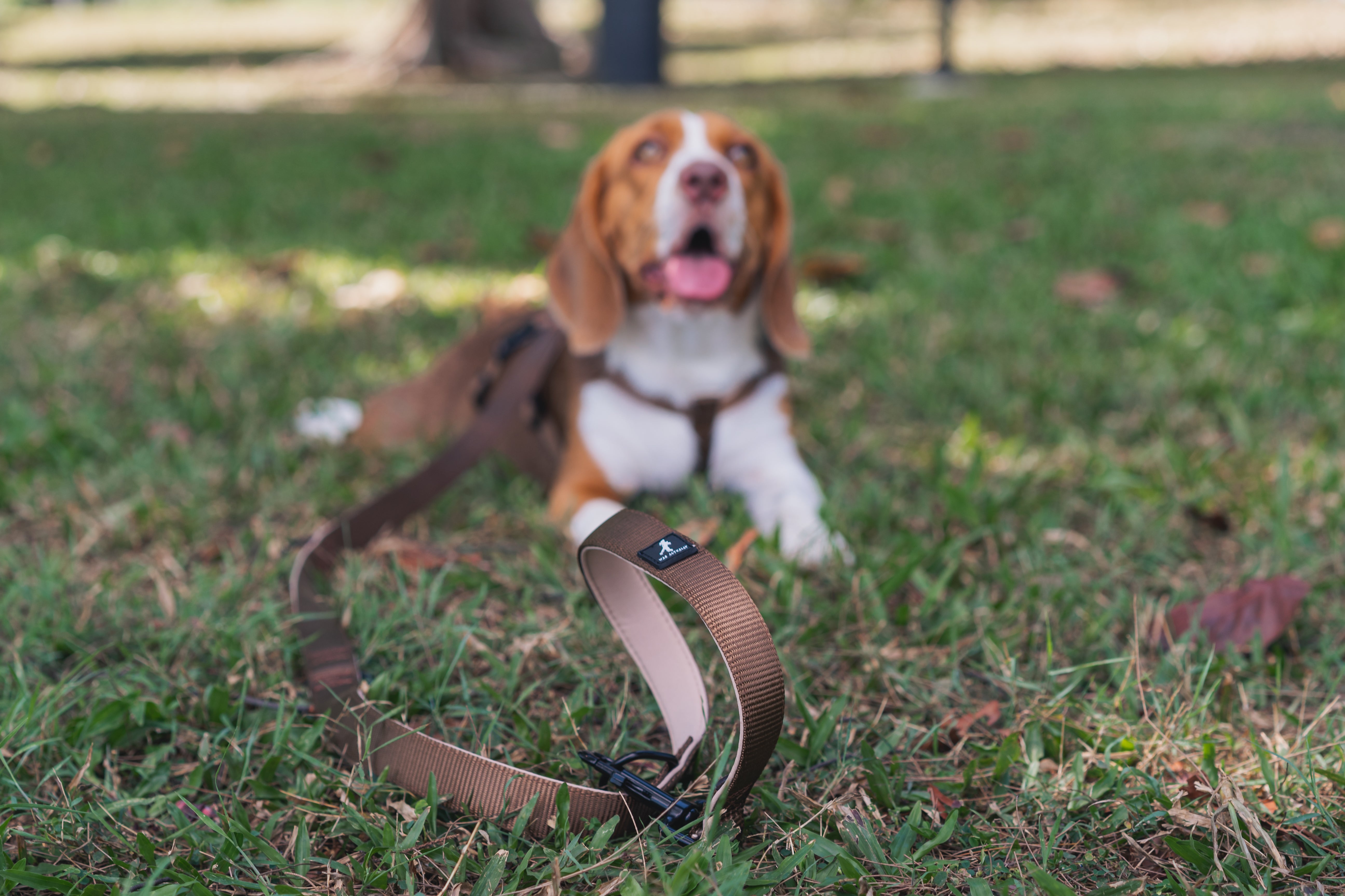 Beagle proof harness sale