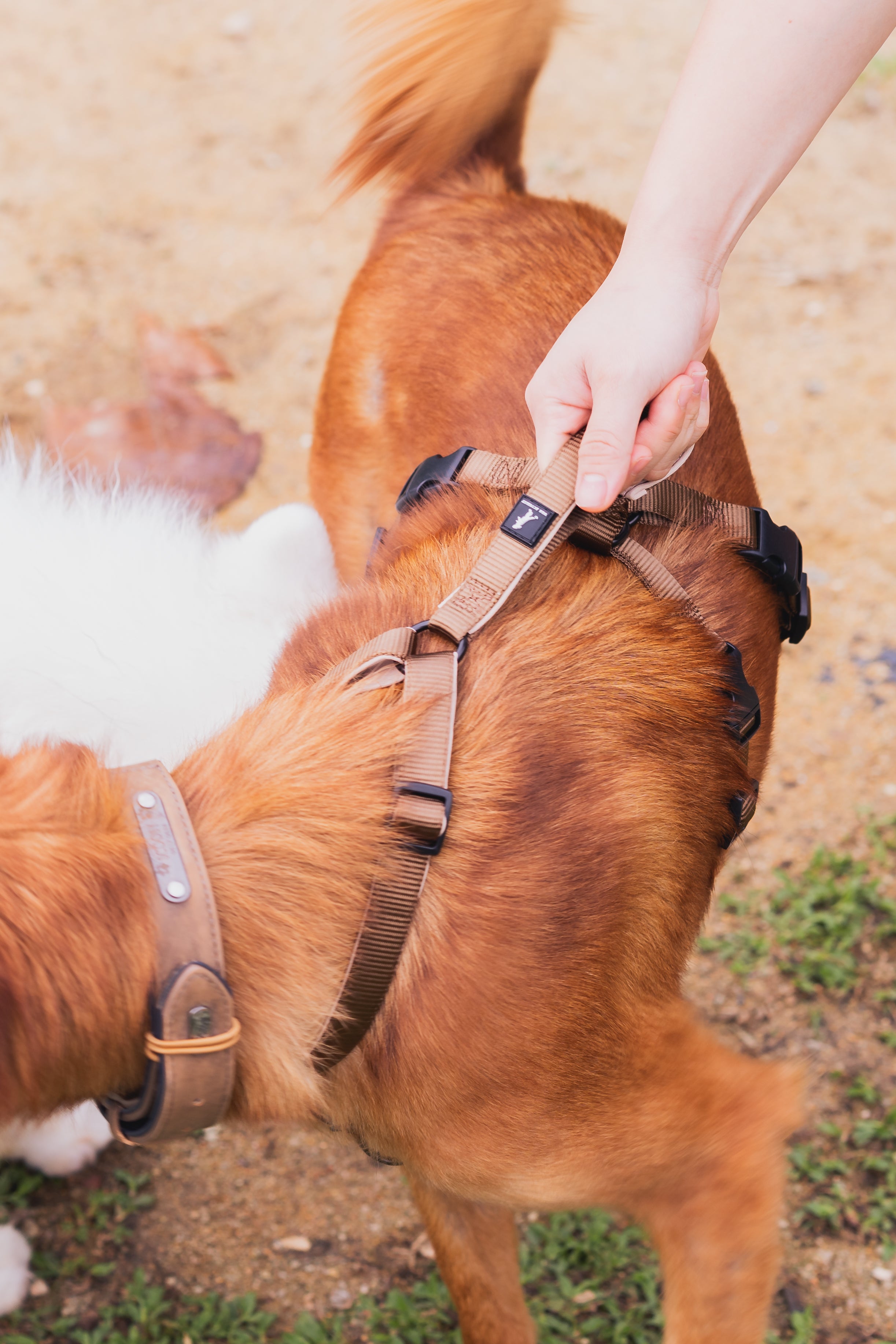 Dog harness shop near me