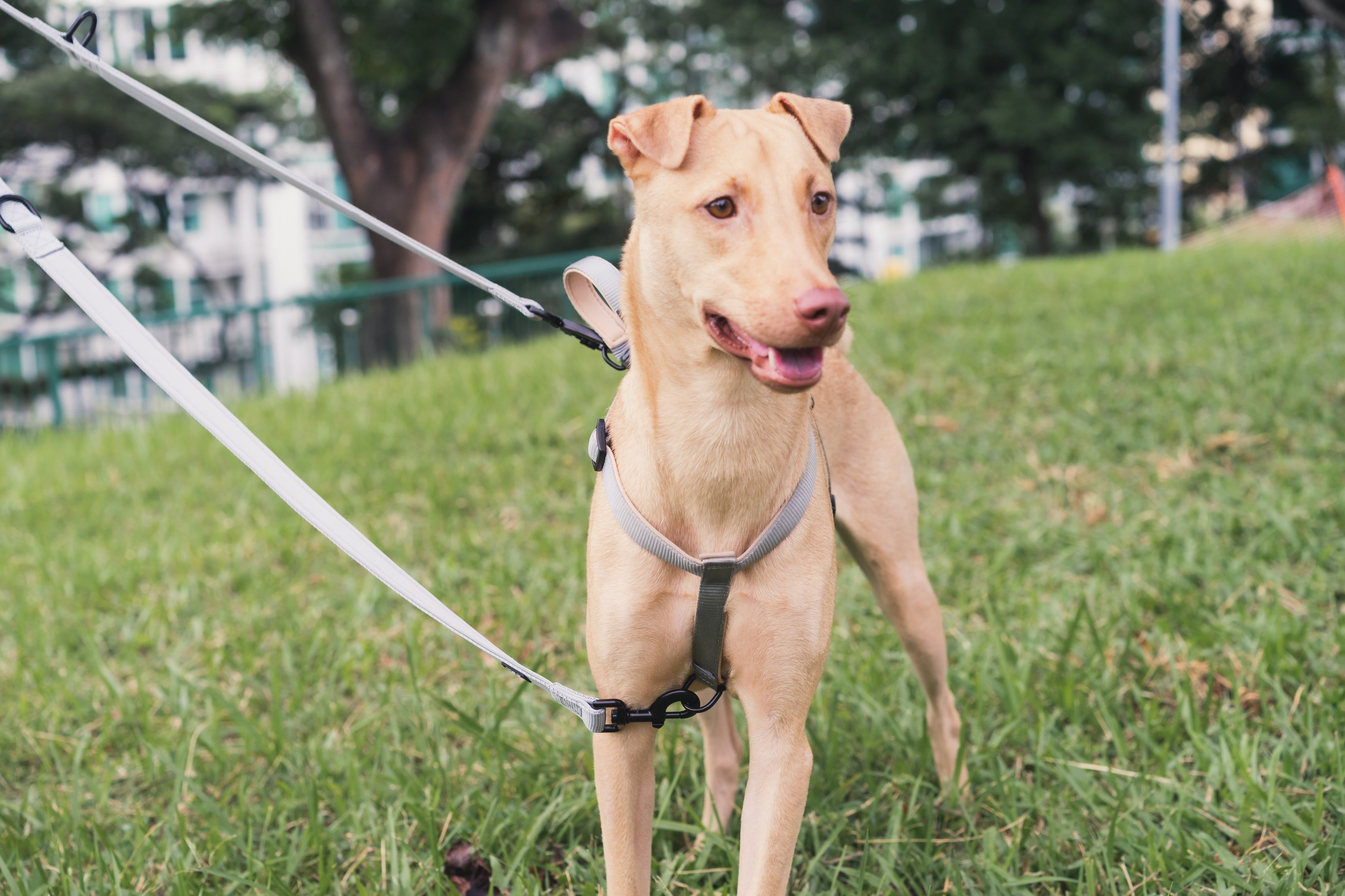 Easy walk outlet harness wag